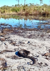 Sistrurus miliarius barbouri