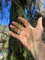 Taxodium distichum