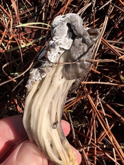 Helvella vespertina