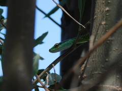 Leptophis ahaetulla marginatus