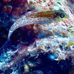 Malacoctenus triangulatus