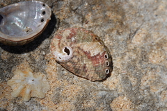 Haliotis coccoradiata