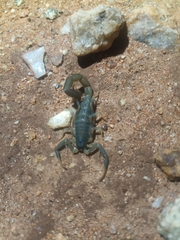 Uroplectes flavoviridis