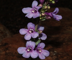 Penstemon mucronatus