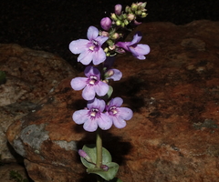 Penstemon mucronatus