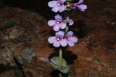Penstemon mucronatus
