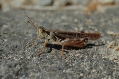 Melanoplus sanguinipes