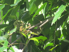 Leiothlypis peregrina