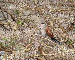 Centropus superciliosus