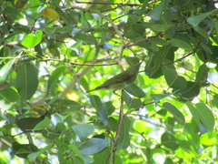 Leiothlypis peregrina