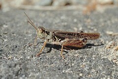 Melanoplus sanguinipes