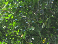 Leiothlypis peregrina