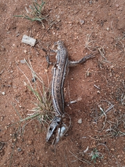 Gerrhosaurus nigrolineatus