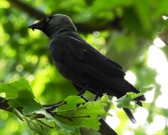 Corvus monedula
