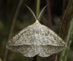 Lychnosea intermicata