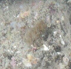 Schizobranchia insignis