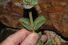 Penstemon mucronatus