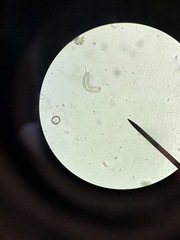 Gastrotricha