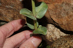Penstemon mucronatus