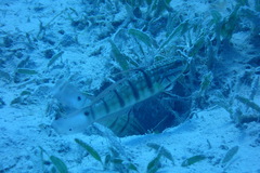 Amblygobius albimaculatus