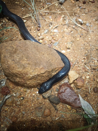 Boulenger's Garter Snake