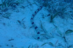 Myrichthys colubrinus