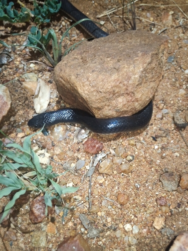 Boulenger's Garter Snake