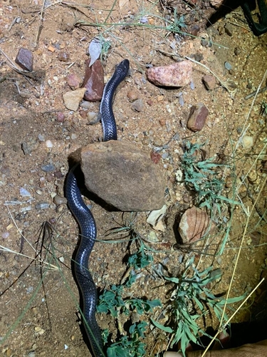 Boulenger's Garter Snake