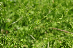 Anthriscus cerefolium