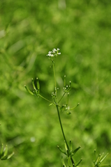 Anthriscus cerefolium