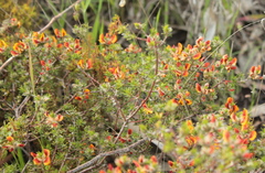 Pultenaea humilis