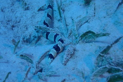 Myrichthys colubrinus