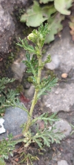 Lepidium bipinnatifidum