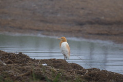 Bubulcus ibis coromandus