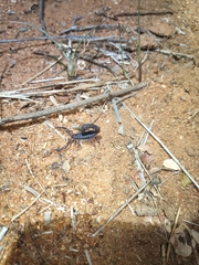 Parabuthus transvaalicus