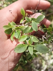 Coprosma foetidissima