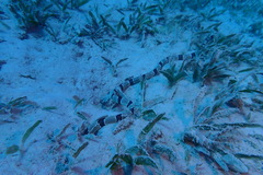 Myrichthys colubrinus