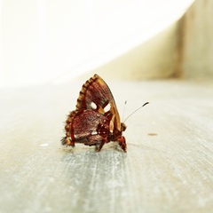 Anteros carausius carausius