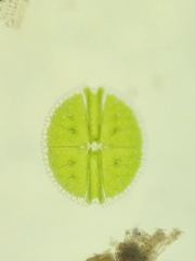 Micrasterias rotata
