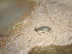 Hemisus marmoratus
