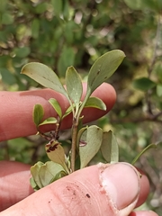 Coprosma foetidissima