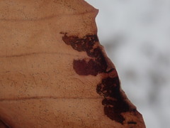 Acalitus ferrugineum