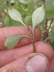 Coprosma foetidissima