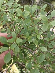 Coprosma foetidissima