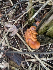 Flammulina
