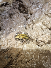 Kassina senegalensis