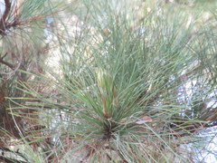 Leiothlypis peregrina