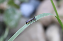 Chelostoma florisomne