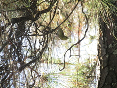 Leiothlypis peregrina