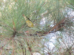Leiothlypis peregrina